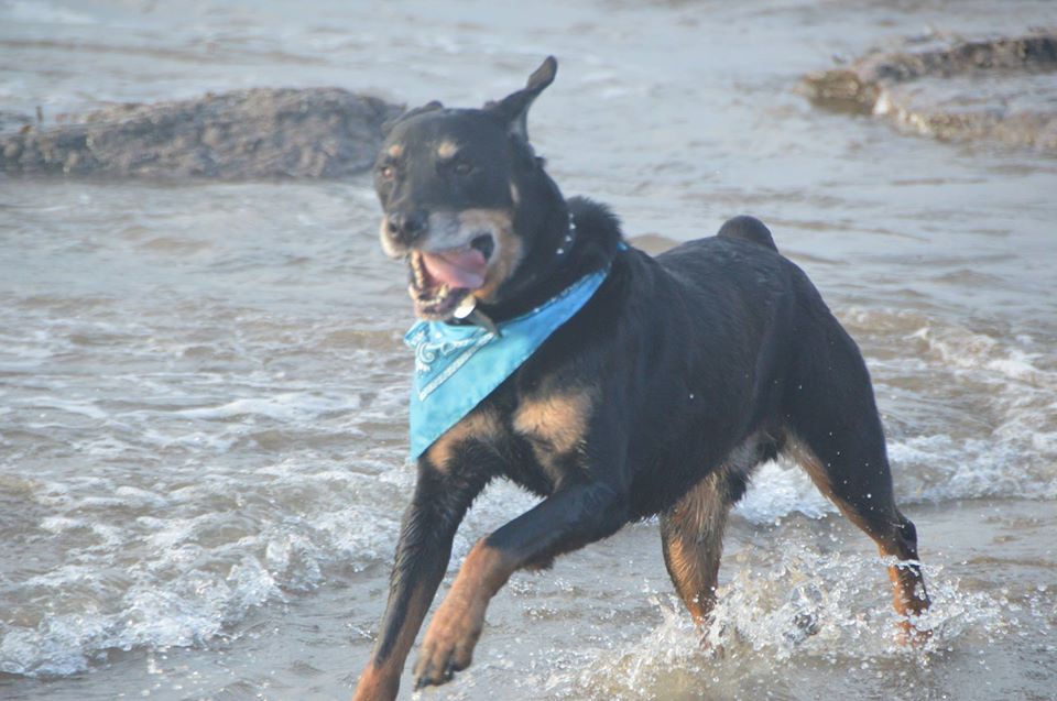 Rottweiler on Amroth