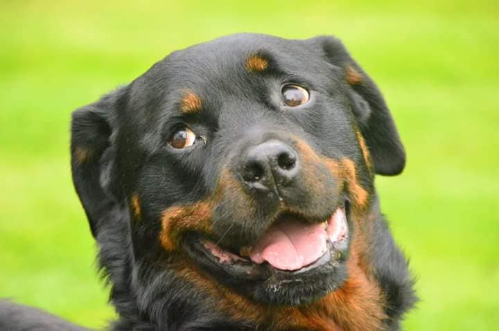 Rottie waiting to go out