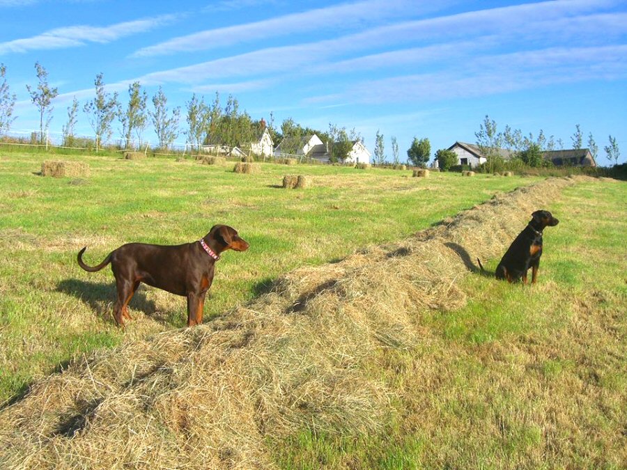 Arwel farm paddock and haybales