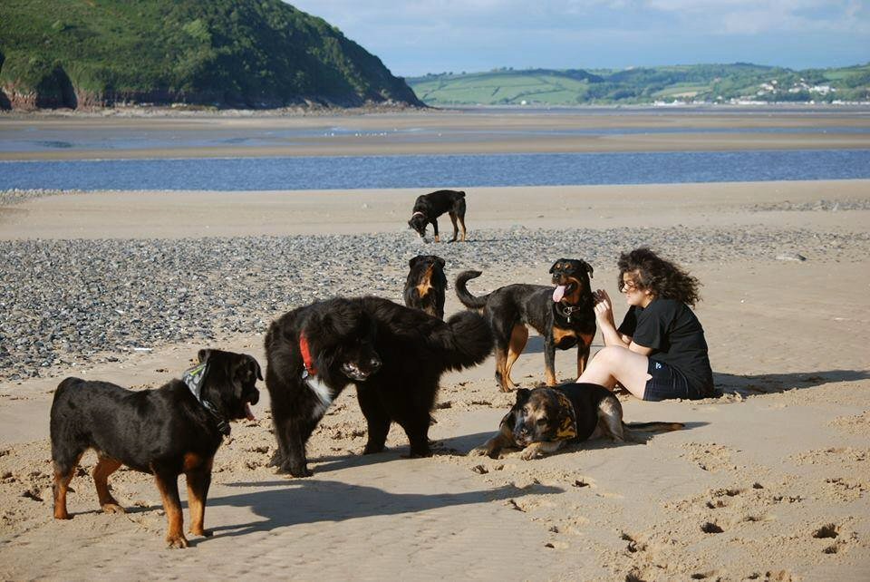 Dogs on Pendine beach
