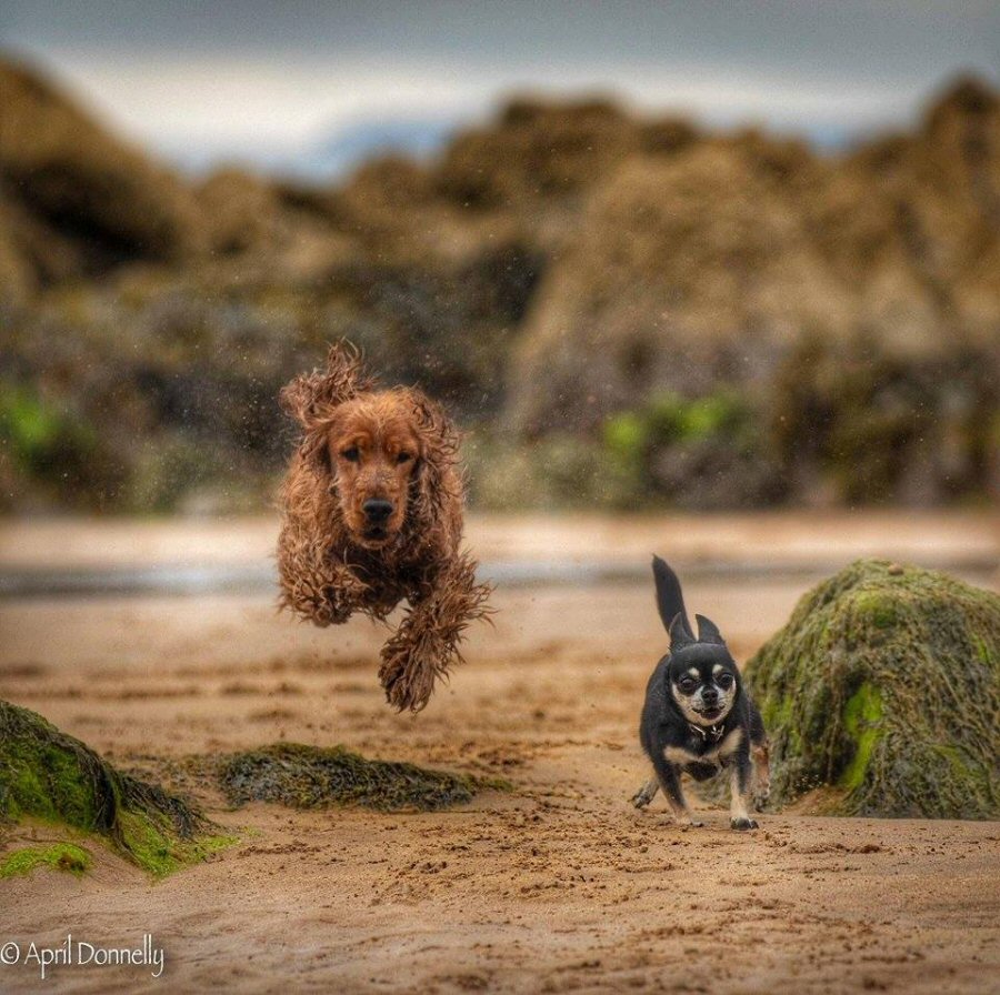 Dogs running on Pendine beach  Ⓒ April Donnelly
