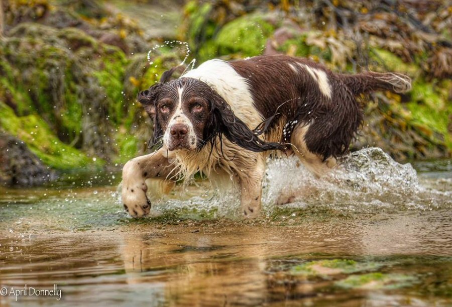 Pendine sands: spaniel in rock pool