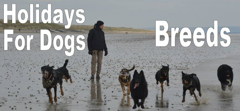 Holidays For Dogs breeds 