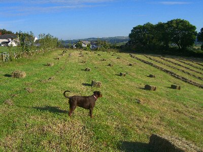 Holidays for dogs: Dobermann