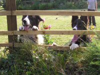 Collies in garden