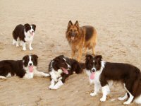 Collies and German shepherd on beach