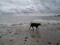 Dog playing in the sea