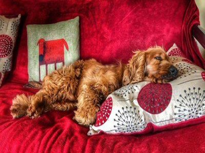 Holidays for dogs: Dog on couch