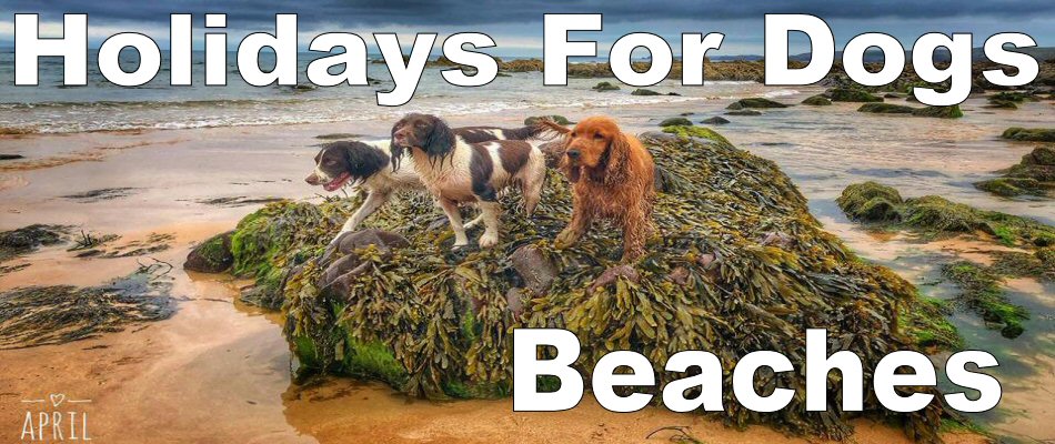 Holidays For Dogs: Dogs at beach