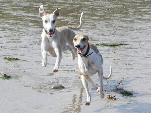 HolidaysForDogs.com Pendine