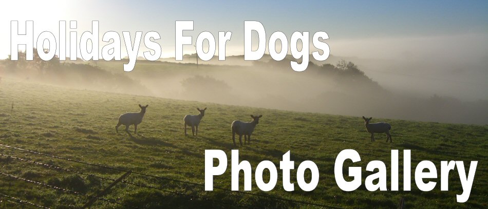 HolidaysForDogs photo gallery