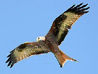 Red Kite