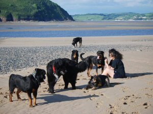 Rotweilers on beach