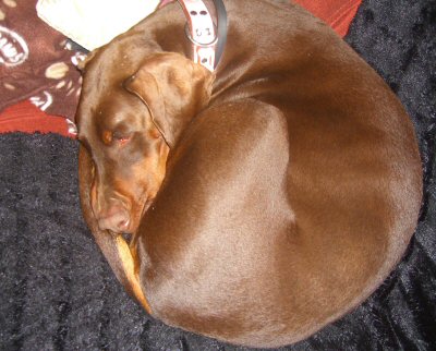 Round dog on sofa